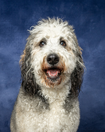 Entry image for Mogli. Clicking this image will show a larger photo