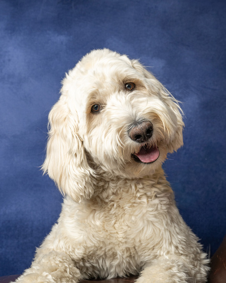 Entry image for Hooey. Clicking this image will show a larger photo