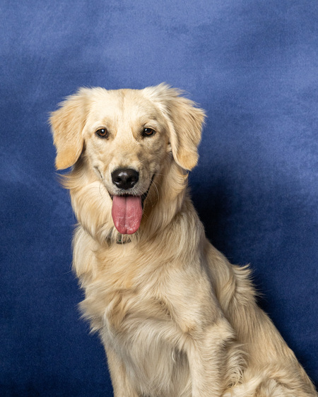 Entry image for Tootie. Clicking this image will show a larger photo