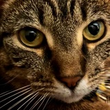 Entry image for Goldie