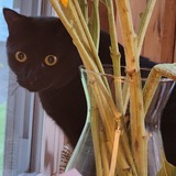 Entry image for Sprite