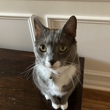 Entry image for Sammie