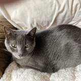 Entry image for Lucy