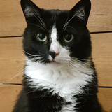 Entry image for Alex