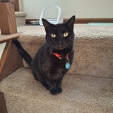 Entry image for Little Beej