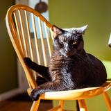 Entry image for Hawkins