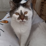 Entry image for Lana