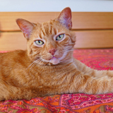 Entry image for Mahatma