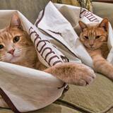 Entry image for Finney & Odie