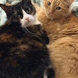 Entry image for Madge & Gaga