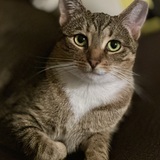 Entry image for Bailey