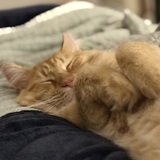 Entry image for Fluff