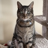 Entry image for Tony