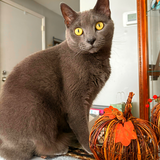 Entry image for Benji