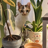 Entry image for Julia