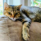 Entry image for Polly