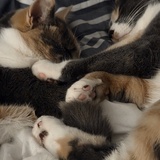 Entry image for Anna and Elsa