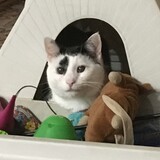 Entry image for Jack