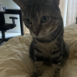 Entry image for Sophie