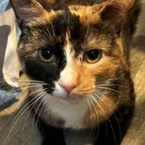 Entry image for Cookie