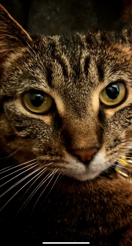 Entry image for Goldie. Clicking this image will show a larger photo