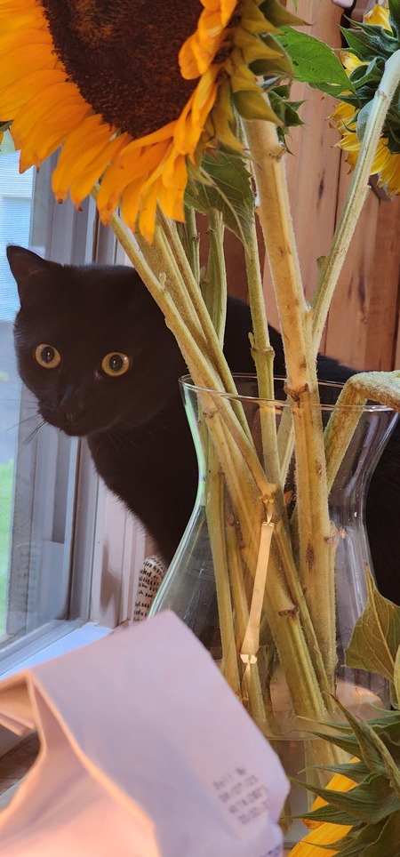 Entry image for Sprite. Clicking this image will show a larger photo