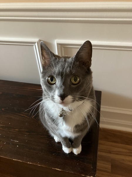 Entry image for Sammie. Clicking this image will show a larger photo