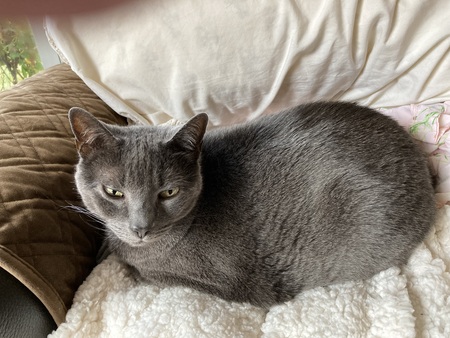 Entry image for Lucy. Clicking this image will show a larger photo