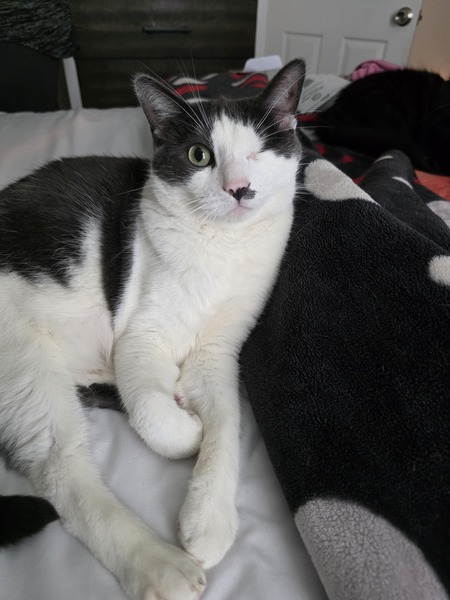 Entry image for Jax. Clicking this image will show a larger photo