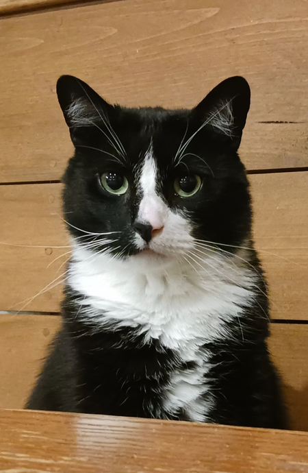 Entry image for Alex. Clicking this image will show a larger photo