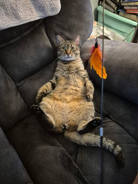 Entry image for Big Boy Reggie. Clicking this image will show a larger photo