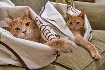 Entry image for Finney & Odie. Clicking this image will show a larger photo