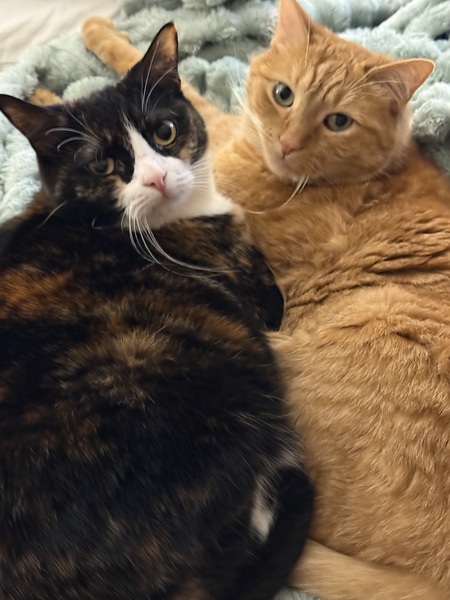 Entry image for Madge & Gaga. Clicking this image will show a larger photo