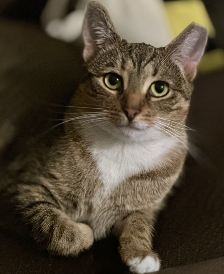 Entry image for Bailey. Clicking this image will show a larger photo