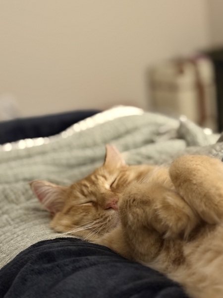 Entry image for Fluff. Clicking this image will show a larger photo