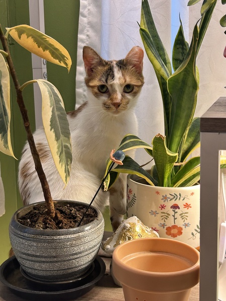 Entry image for Julia. Clicking this image will show a larger photo