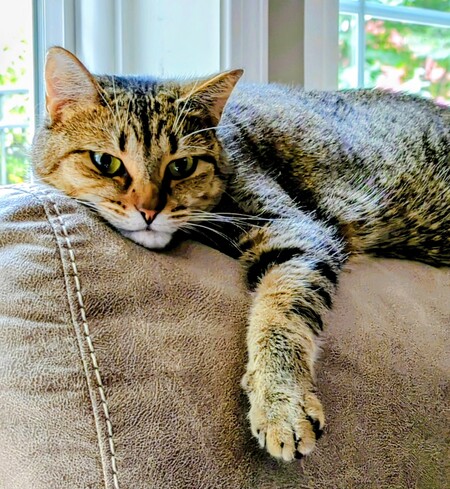 Entry image for Polly. Clicking this image will show a larger photo