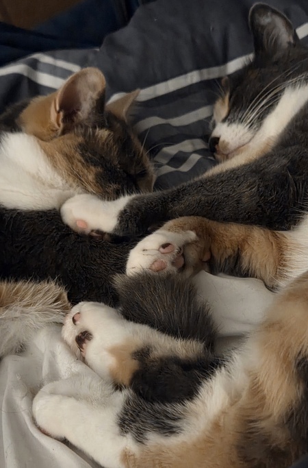 Entry image for Anna and Elsa. Clicking this image will show a larger photo