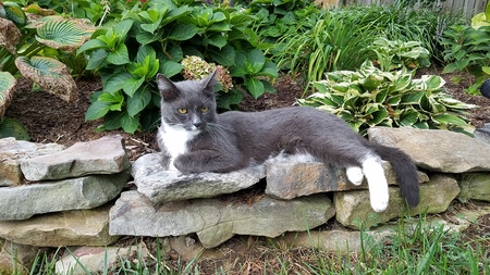 Entry image for Sox. Clicking this image will show a larger photo