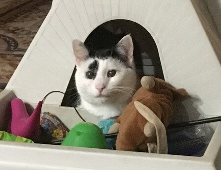 Entry image for Jack. Clicking this image will show a larger photo