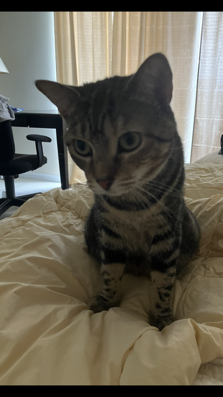 Entry image for Sophie. Clicking this image will show a larger photo