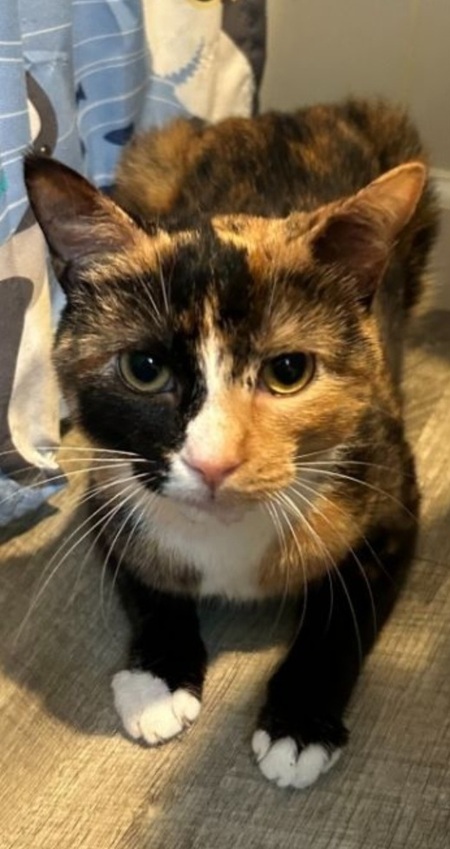 Entry image for Cookie. Clicking this image will show a larger photo