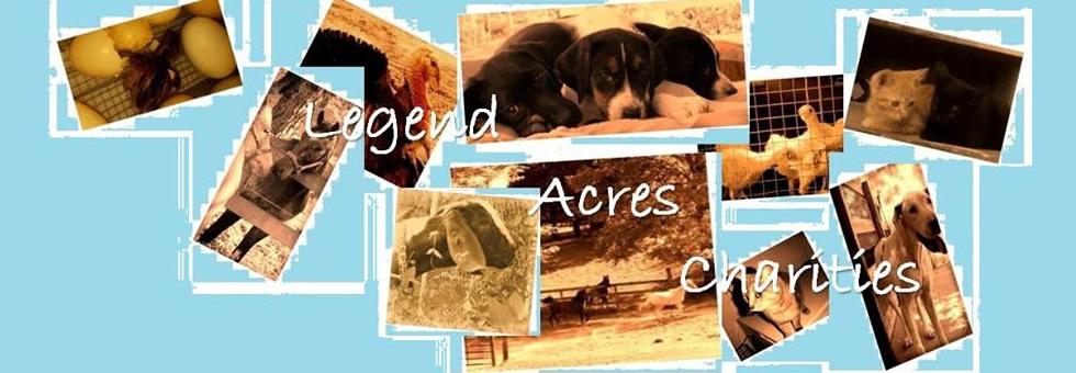 Banner for Easter Pet Photo Contest