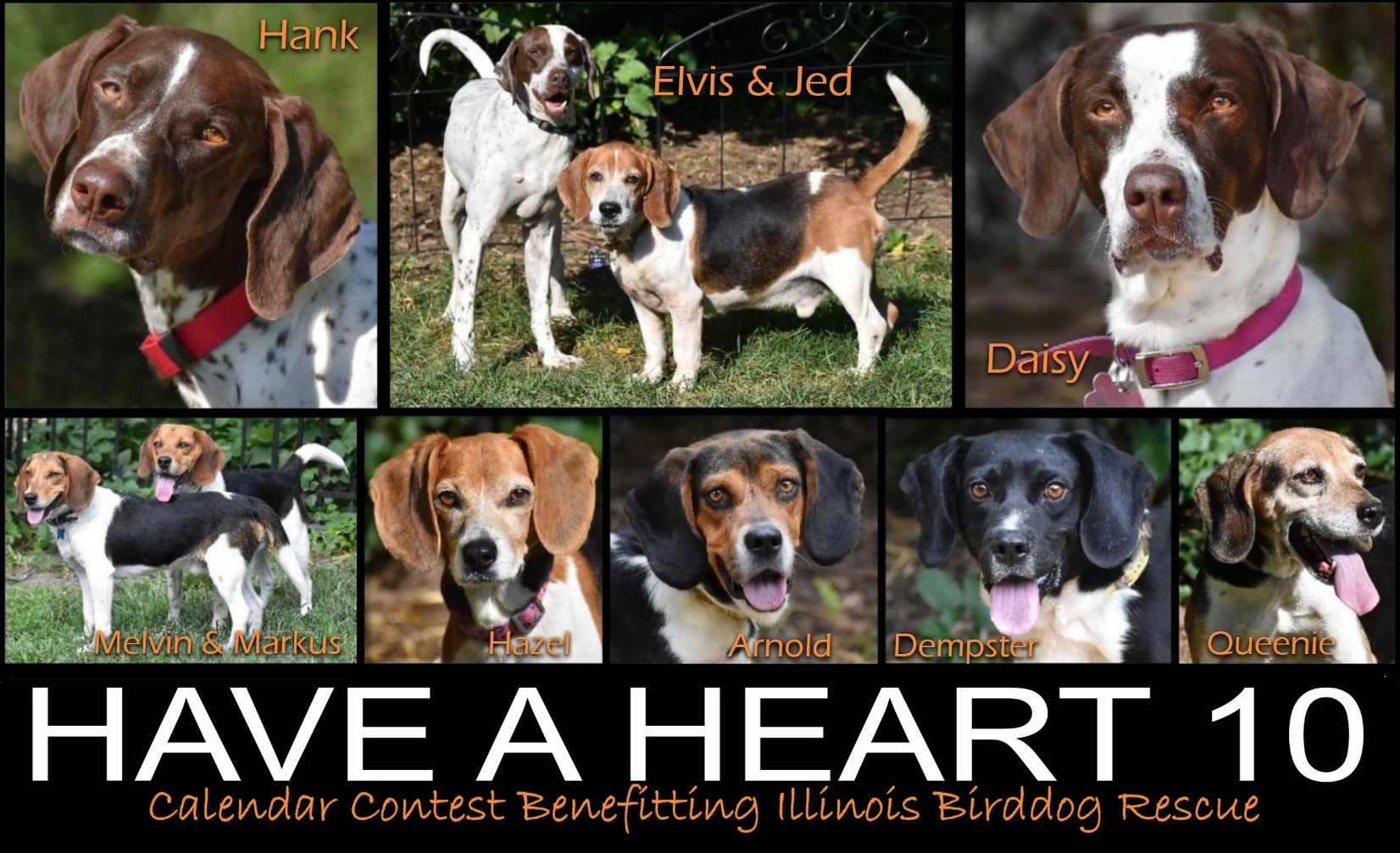 Banner for Illinois Birddog Rescue's Have A Heart 10 Calendar Contest