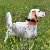 Entry image for Cinders