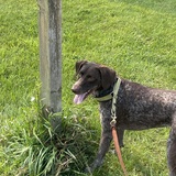 Entry image for Willow