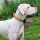 Entry image for Willow