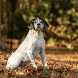 Entry image for ANNIE