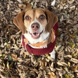 Entry image for Greta