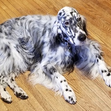 Entry image for Bridgette 